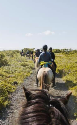 Horseback Riding – Ocean Views & Family-Friendly Experience