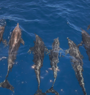 Dolphin & Whale Watching Fuerteventura