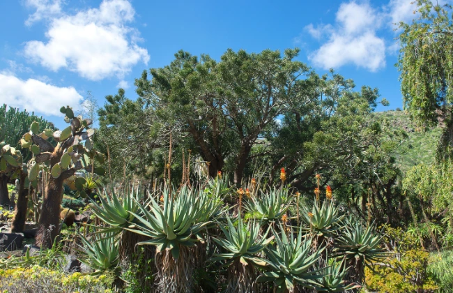 Las Palmas & Surroundings Tour