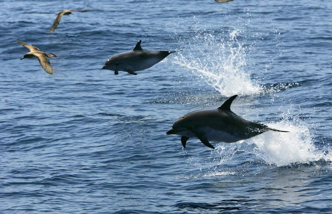 2h Whale & Dolphin Watching