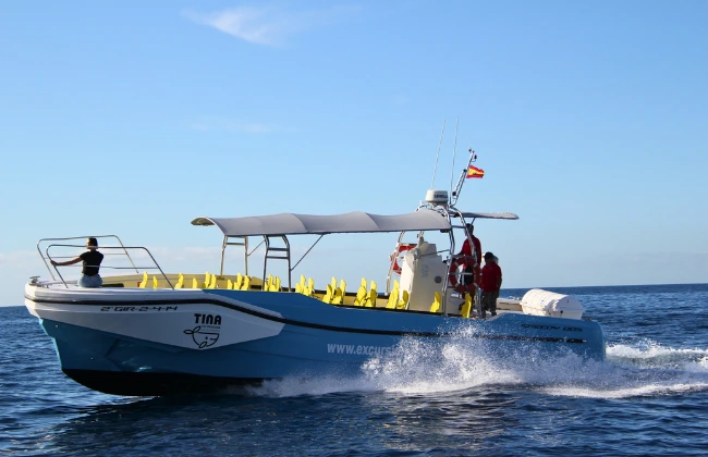 2h Whale & Dolphin Watching