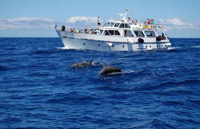 Whale Watching in La Gomera