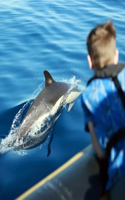 Private Dolphin & Marine Safari in Lanzarote