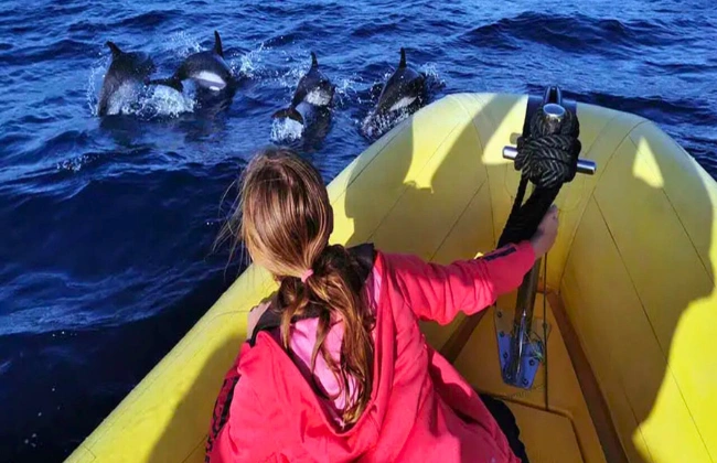 Private Dolphin & Marine Safari in Lanzarote