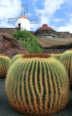 Essence of Lanzarote: Volcanic Landscapes and Wine Tour (5h)